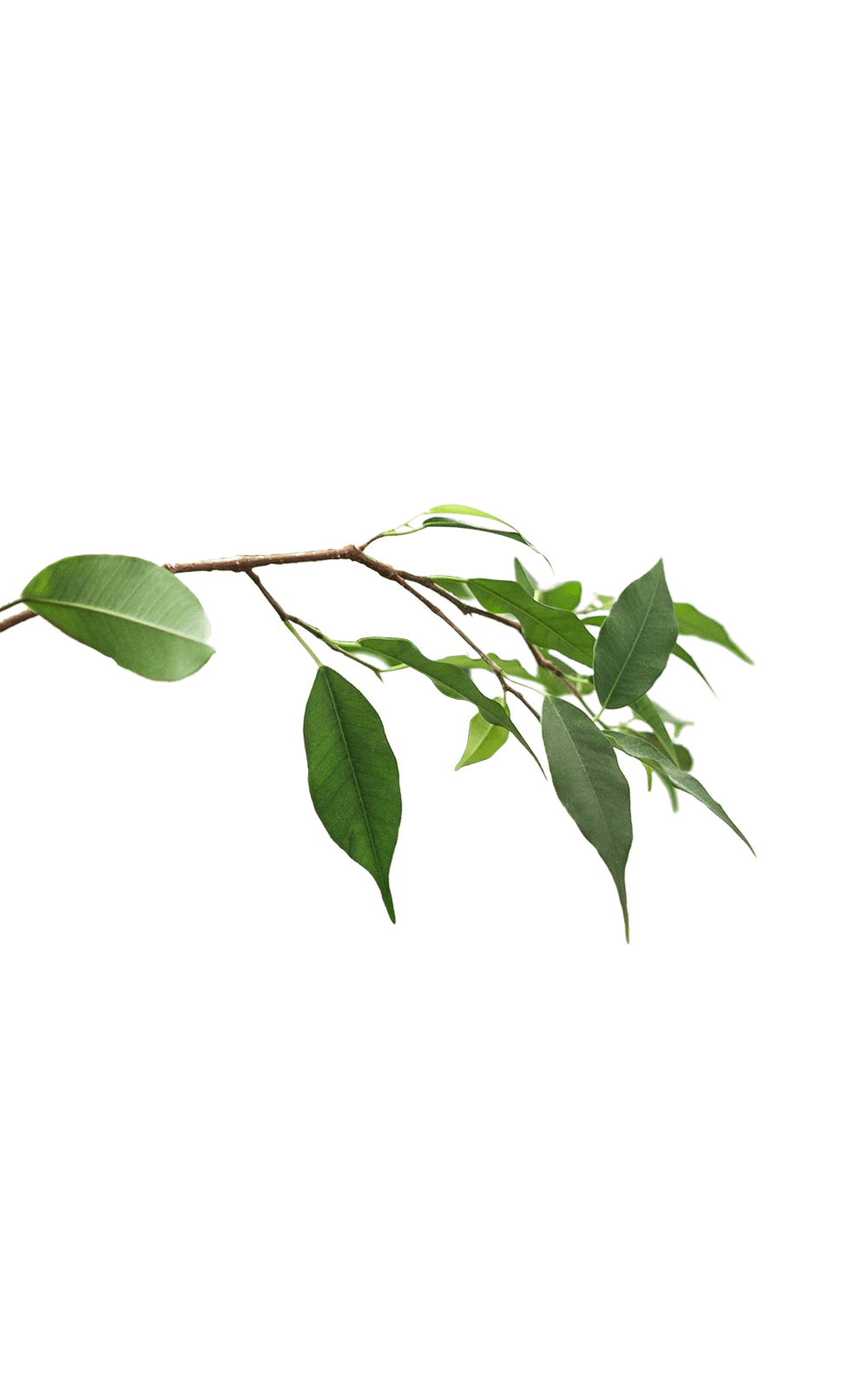 Benajaminus Ficus